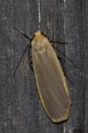 Katha depressa