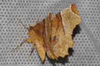 Selenia lunularia