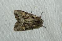 Lacanobia w-latinum