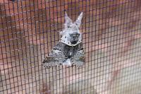 Furcula bifida