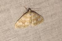 Perizoma flavofasciata