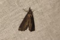 Schrankia costaestrigalis
