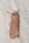 Orthosia cerasi
