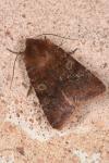 Cerastis leucographa