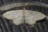 Idaea seriata