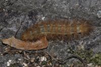 Diaphora mendica