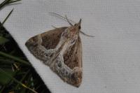 Hypena crassalis