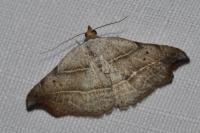 Laspeyria flexula
