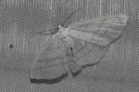 Cabera pusaria