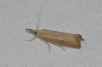 Agriphila straminella