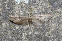 Gymnoscelis rufifasciata