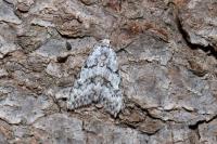 Nola cicatricalis