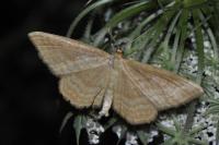 Idaea ochrata