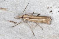Ancylolomia