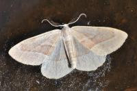 Hylaea fasciaria