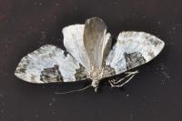 Thera vetustata