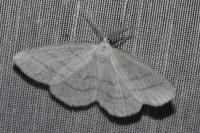 Cabera pusaria