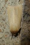 Mythimna pallens
