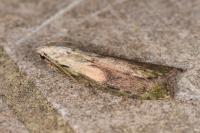 Aphomia sociella