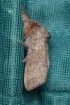 Calliteara pudibunda