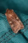 Cerastis leucographa