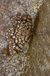 Chiasmia clathrata