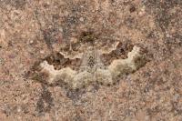 Epirrhoe alternata