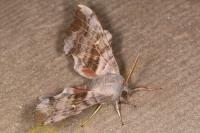 Laothoe populi