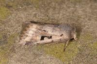 Orthosia gothica