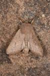 Orthosia gracilis