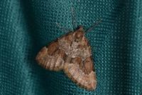 Thera variata