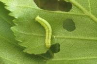 Operophtera brumata