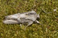 Egira conspicillaris