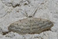 Idaea seriata