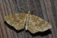 Hydrelia flammeolaria