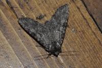 Polia nebulosa