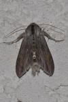 Cucullia umbratica