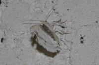 Lomographa temerata
