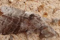 Calliteara pudibunda