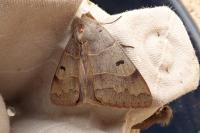 Minucia lunaris