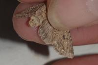 Anarta trifolii