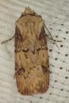 Agrotis puta