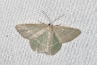 Chlorissa viridata