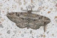Peribatodes rhomboidaria rhomboidaria