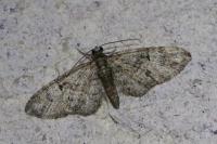 Eupithecia dodoneata