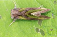 Diachrysia chrysitis