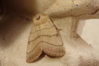Charanyca trigrammica