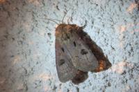 Agrotis exclamationis exclamationis
