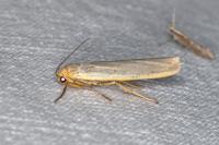 Manulea complana
