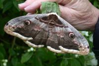 Saturnia pyri